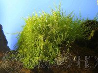Vesicularia dubyana